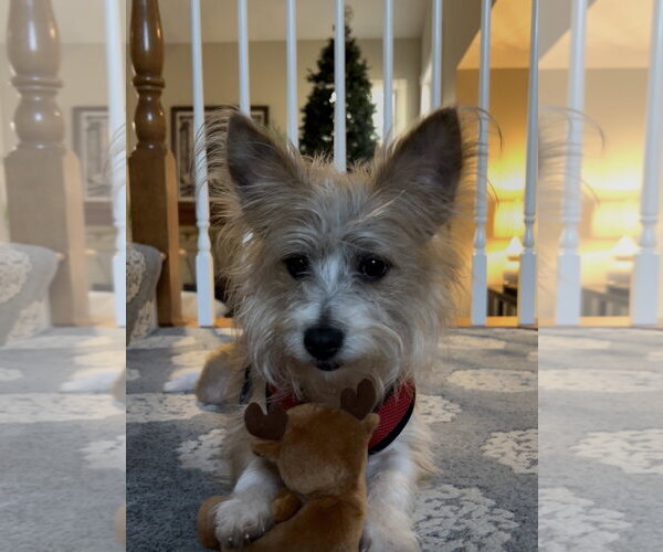 Medium Photo #2 Mutt Puppy For Sale in Plainfield, IL, USA