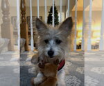 Small #1 Mutt