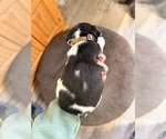 Small Photo #17 Jack Russell Terrier Puppy For Sale in FREEMAN, MO, USA