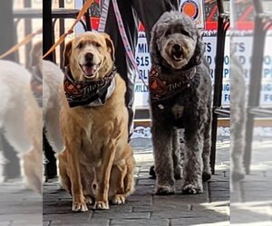 Labrador Retriever-Portuguese Water Dog Mix Dogs for adoption in Tampa, FL, USA