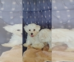 Small Photo #1 Bichon Frise Puppy For Sale in JURUPA VALLEY, CA, USA