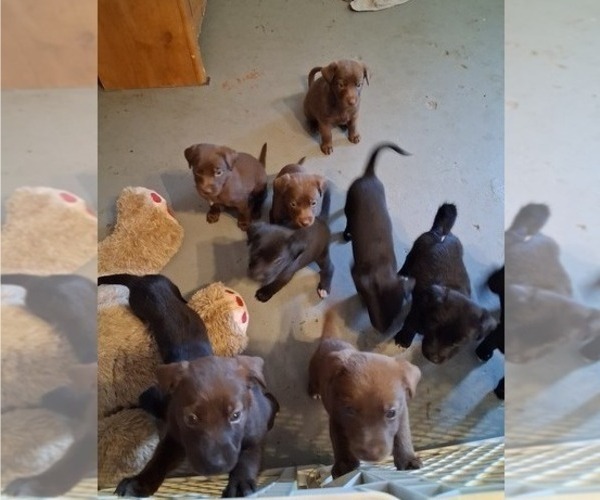 Medium Photo #14 Belgian Malinois-Unknown Mix Puppy For Sale in FITZGERALD, GA, USA