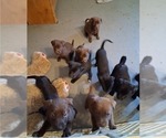 Small Photo #14 Belgian Malinois-Unknown Mix Puppy For Sale in FITZGERALD, GA, USA
