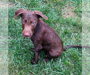 Lincoln - Male Labradoodle Dog for Adoption - Photo #2