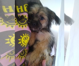 Morkie Puppy for sale in CLEVELAND, OH, USA