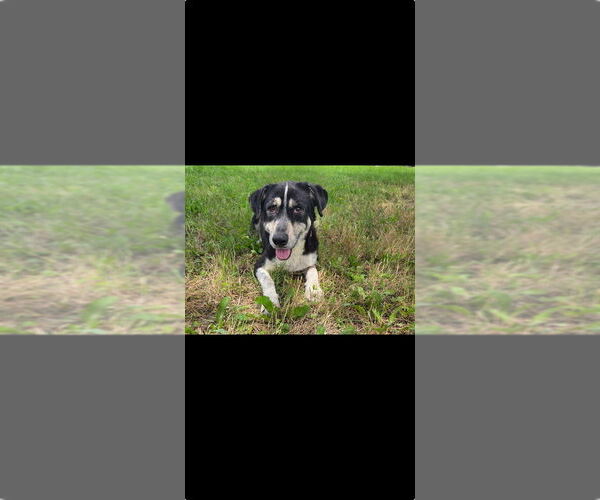Medium Photo #2 Labrador Retriever-Unknown Mix Puppy For Sale in Brewster, NY, USA