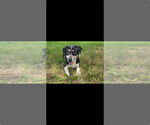 Small #1 Labrador Retriever Mix