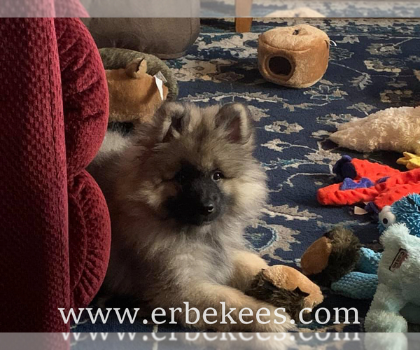 Medium Photo #76 Keeshond Puppy For Sale in FAYETTEVILLE, TN, USA