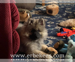 Small Photo #76 Keeshond Puppy For Sale in FAYETTEVILLE, TN, USA