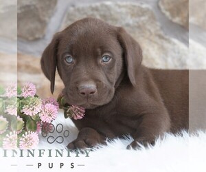 Labrador Retriever Puppy for sale in MIFFLINTOWN, PA, USA