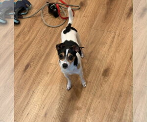 Taco Terrier Dogs for adoption in San Francisco, CA, USA