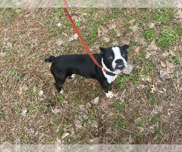 Medium Photo #4 Boston Terrier Puppy For Sale in New York, NY, USA