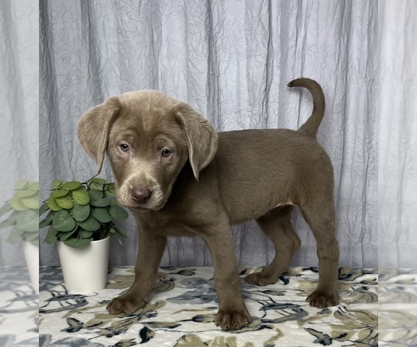 Medium Photo #8 Labrador Retriever Puppy For Sale in GREENWOOD, IN, USA