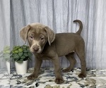 Small Photo #8 Labrador Retriever Puppy For Sale in GREENWOOD, IN, USA