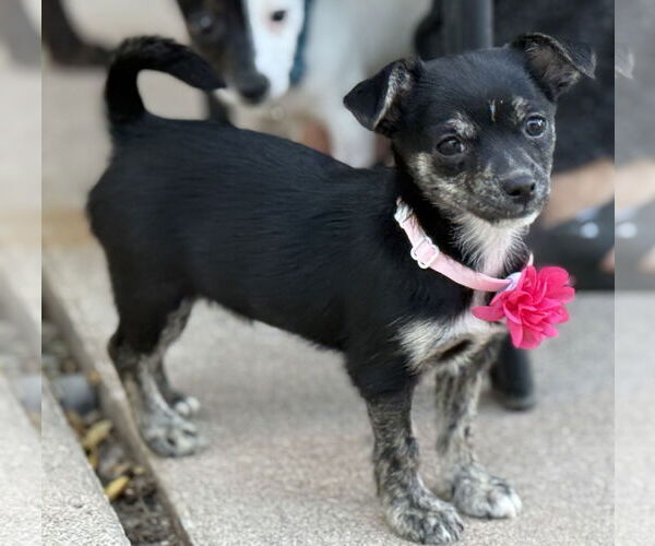 Medium Photo #3 Chiweenie Puppy For Sale in Phoenix, AZ, USA