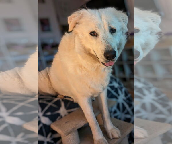 Medium Photo #13 Great Pyrenees Puppy For Sale in Spring, TX, USA