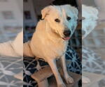 Small #12 Great Pyrenees