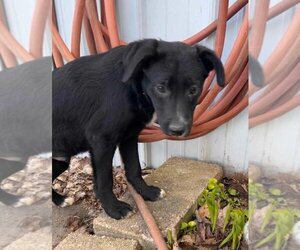 Border-Aussie Dogs for adoption in Aurora, IN, USA