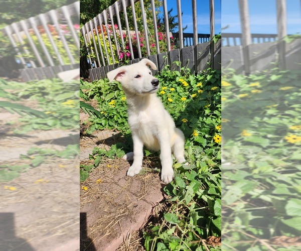 Medium Photo #2 German Shepherd Dog Puppy For Sale in GREENWOOD, WI, USA