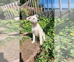 Small #1 German Shepherd Dog