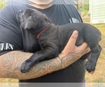 Small #4 Cane Corso-Rottweiler Mix