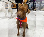 Small #2 American Pit Bull Terrier-Labrador Retriever Mix