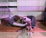 Small Photo #7 French Bulldog Puppy For Sale in ANN ARBOR, MI, USA