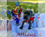 Puppy Aticus Great Dane