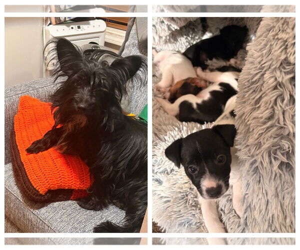 Medium Photo #1 Silkyhuahua Puppy For Sale in Minneapolis, MN, USA