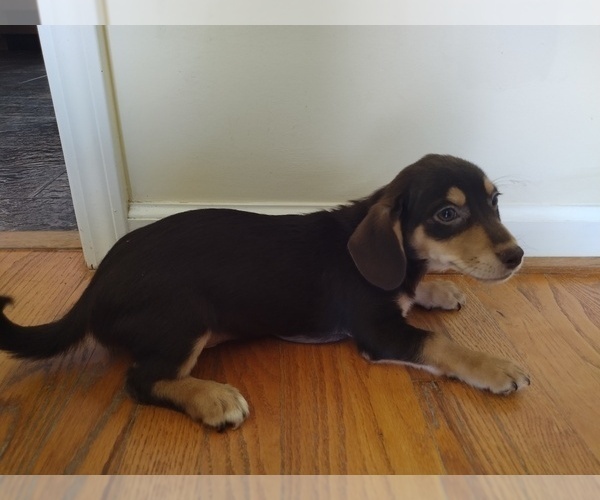 Medium Photo #10 Chiweenie Puppy For Sale in CANTON, GA, USA
