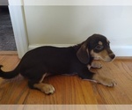 Small #9 Chiweenie
