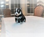 Small Photo #5 Pomsky Puppy For Sale in DRACUT, MA, USA