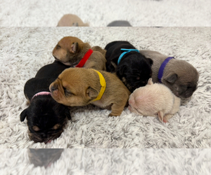 English Bulldog-French Bulldog Mix Puppy for sale in SAINT CHARLES, MO, USA