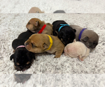 Image preview for Ad Listing. Nickname: Mingies babies