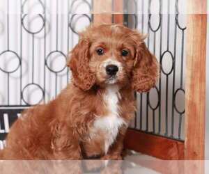 Cock-A-Poo Puppy for sale in NAPLES, FL, USA