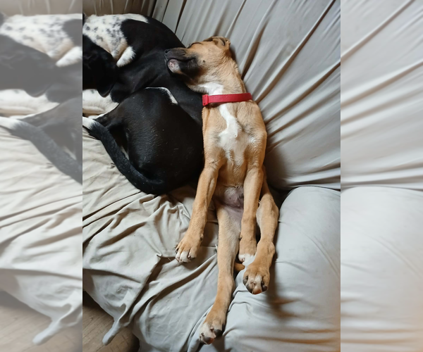 Medium Photo #3 Boxer-Unknown Mix Puppy For Sale in Burnsville, MN, USA