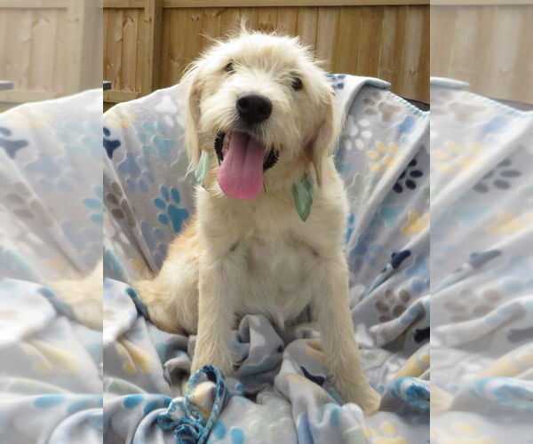 Medium Photo #2 Golden Retriever-Unknown Mix Puppy For Sale in Grovertown, IN, USA