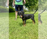 Small #1 Doberman Pinscher