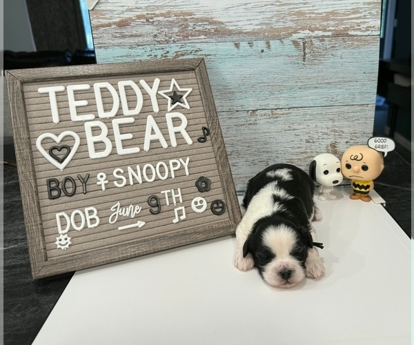 Medium Photo #2 Zuchon Puppy For Sale in NEW YORK MILLS, MN, USA
