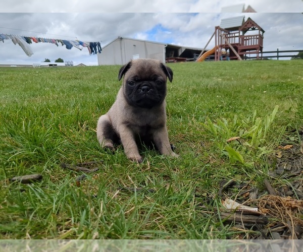 Medium Photo #8 Pug Puppy For Sale in MOUNT SOLON, VA, USA