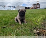 Puppy Root Beer Pug
