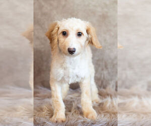 Medium Poodle (Toy)