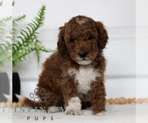 Goldendoodle (Miniature) Puppy for sale in LANCASTER, PA, USA