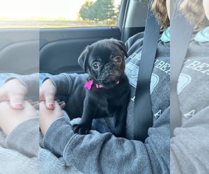 Pug Puppy for sale in WESTPORT, IN, USA