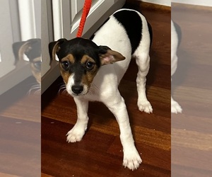 Jack Russell Terrier Puppy for sale in CROSS JUNCTION, VA, USA