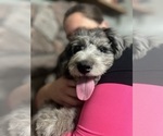 Small Photo #7 Aussiedoodle Puppy For Sale in GRANGER, IN, USA