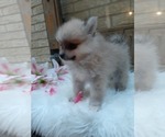 Small Photo #15 Pomeranian Puppy For Sale in CARTHAGE, TX, USA
