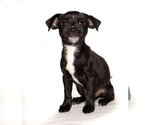 Small #2 Pug Mix