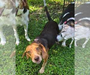 Rue - Female Beagle Dog for Adoption - Photo #6