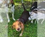 Small Photo #6 Beagle Puppy For Sale in Dunnellon, FL, USA